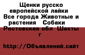 Щенки русско европейской лайки - Все города Животные и растения » Собаки   . Ростовская обл.,Шахты г.